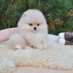 Pacman – Teacup Pomeranian For Sale