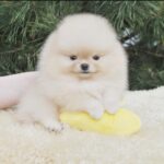 Penelope - Micro Pomeranian