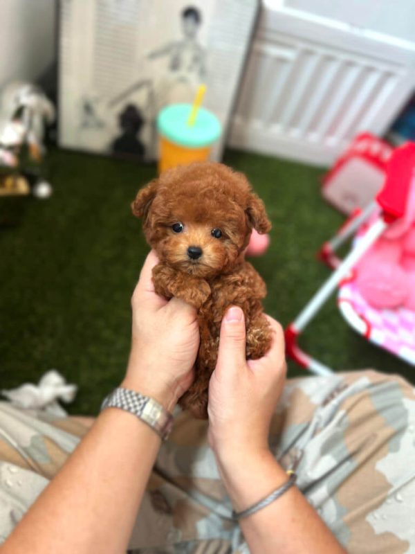Turbo - Teacup Poodle