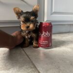 Nano-  Micro Yorkie