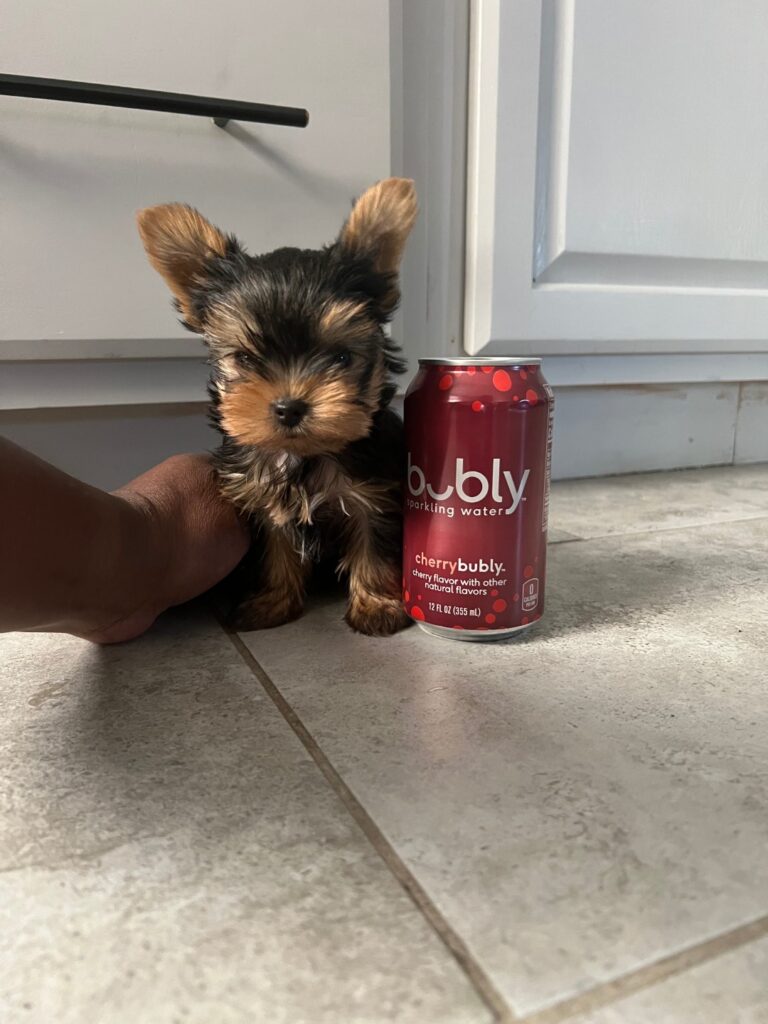 Nano-  Micro Yorkie