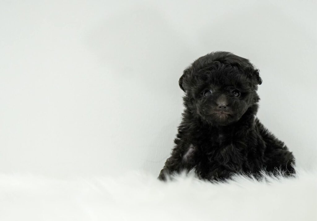 Tyron - Teacup Poodle