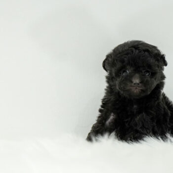 Tyron - Teacup Poodle