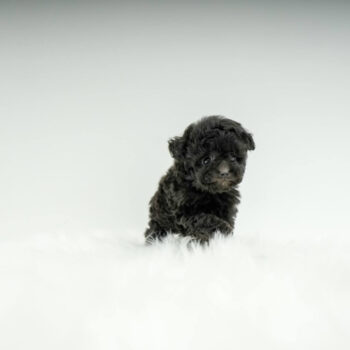 Tyron - Teacup Poodle