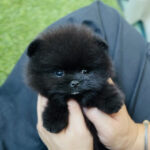 Paddy - Super Tiny Micro Pomeranian Very Rare