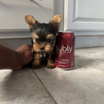 Nano-  Micro Yorkie