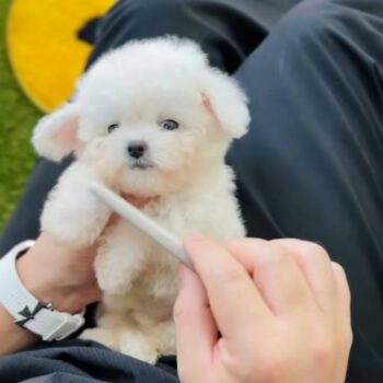 Abrazzo – Tiny Toy Bichon Frisé For Sale