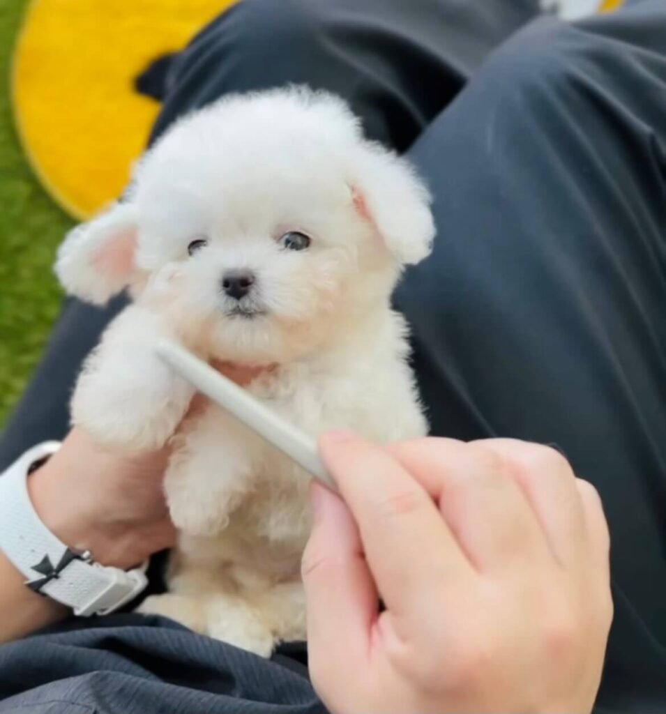 Abrazzo – Tiny Toy Bichon Frisé For Sale