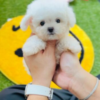 Abrazzo – Tiny Toy Bichon Frisé For Sale