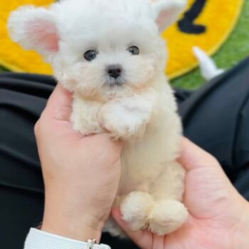 Abrazzo – Tiny Toy Bichon Frisé For Sale