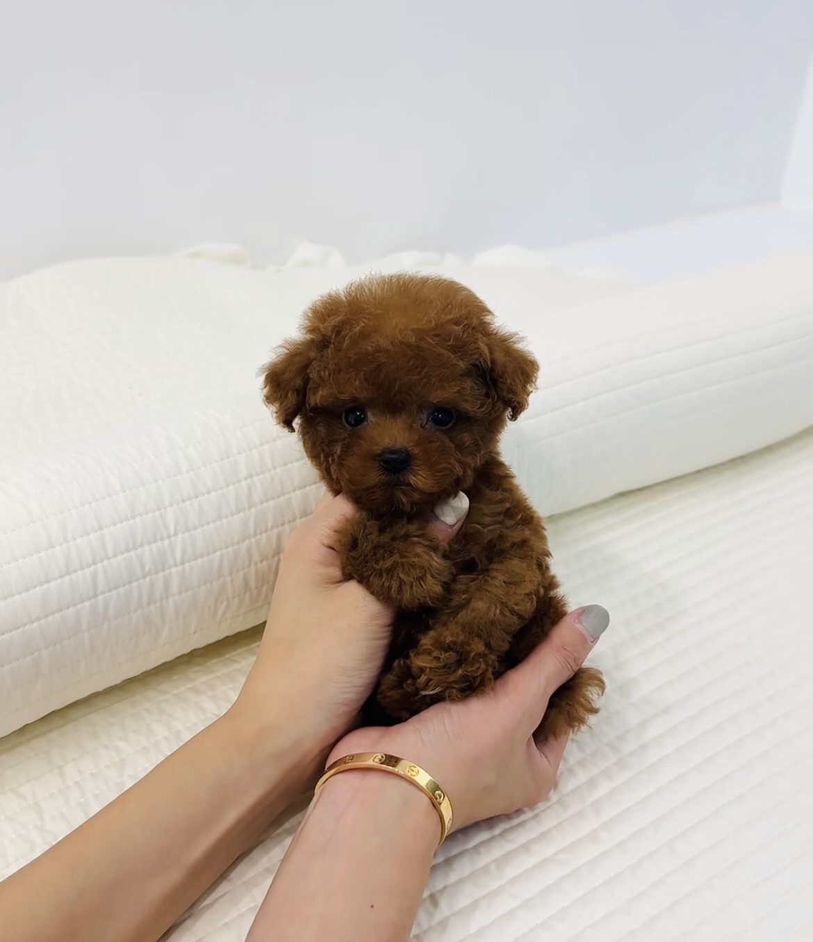 Teddy - Teacup Poodle