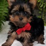 Norman-   Tiny Toy  Yorkie