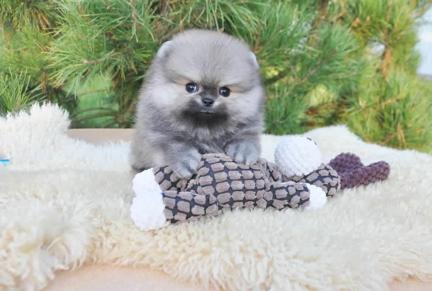 Pongo - Super Tiny Micro Pomeranian