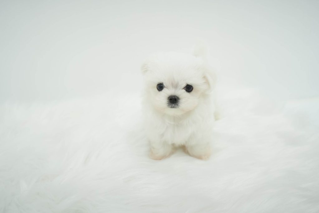 Monty - Teacup Maltese