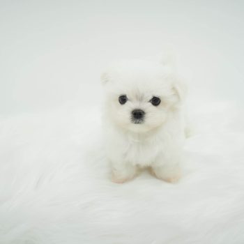 Monty - Teacup Maltese