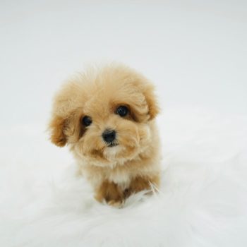 Andy - Teacup Toy Maltipoo