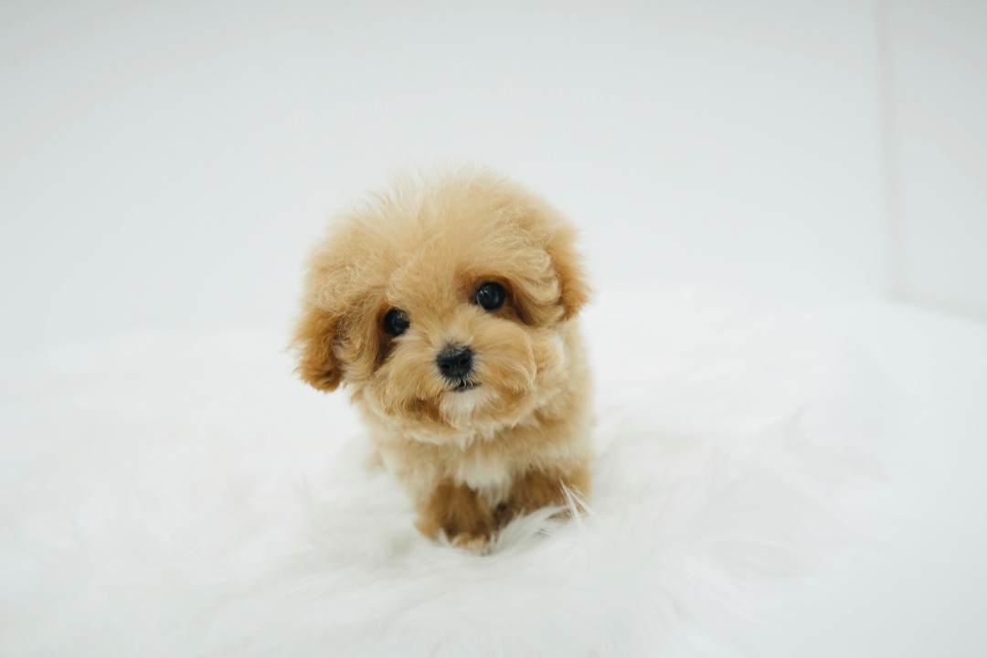Andy - Teacup Toy Maltipoo