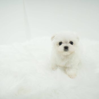 Monty - Teacup Maltese