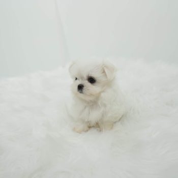 Monty - Teacup Maltese