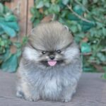 Pesso - Teacup Pomeranian