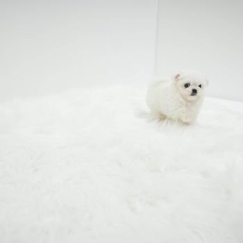 Monty - Teacup Maltese