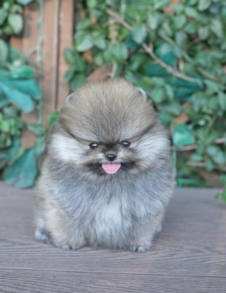 Pesso - Teacup Pomeranian