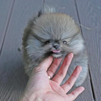 Pesso - Teacup Pomeranian