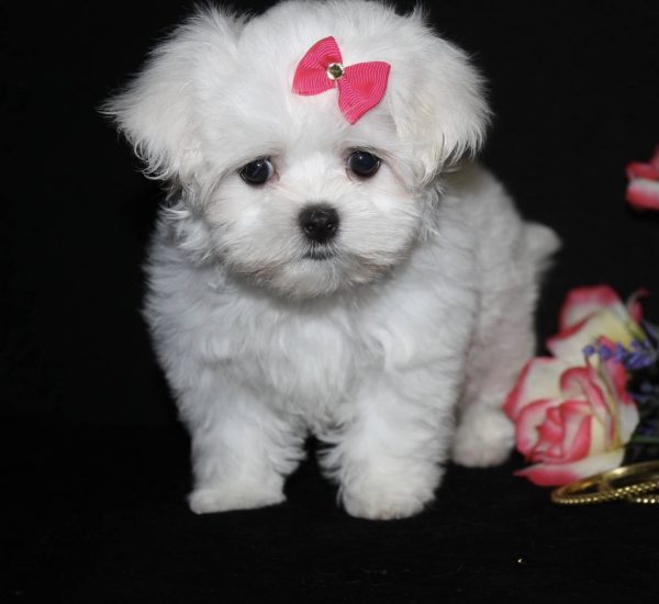 Marcy - Toy Teacup Maltese (copy)