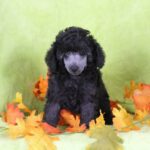 Tyson - Tiny Toy Poodle