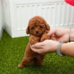 Tabby- Teacup Tiny Poodle