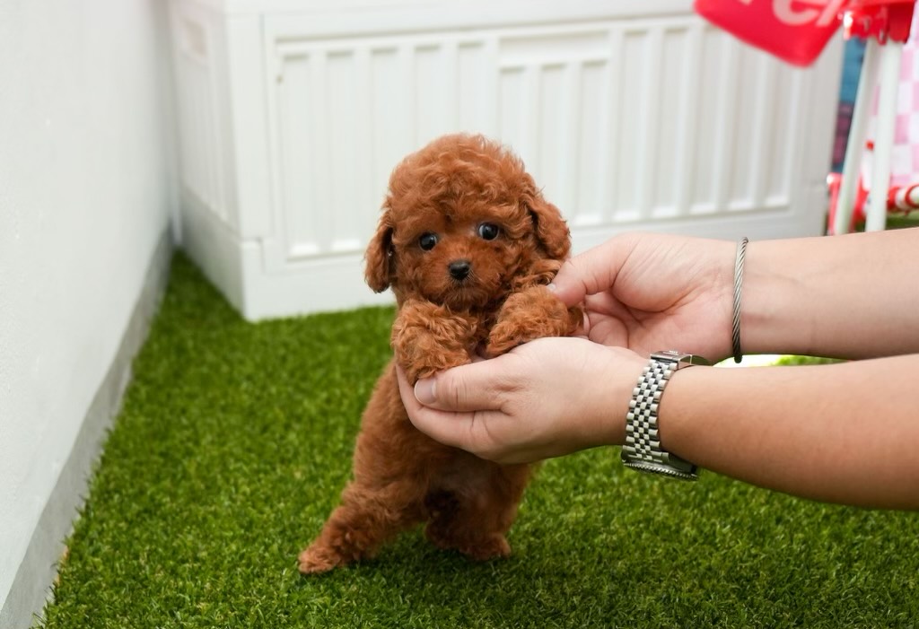 Tabby- Teacup Tiny Poodle
