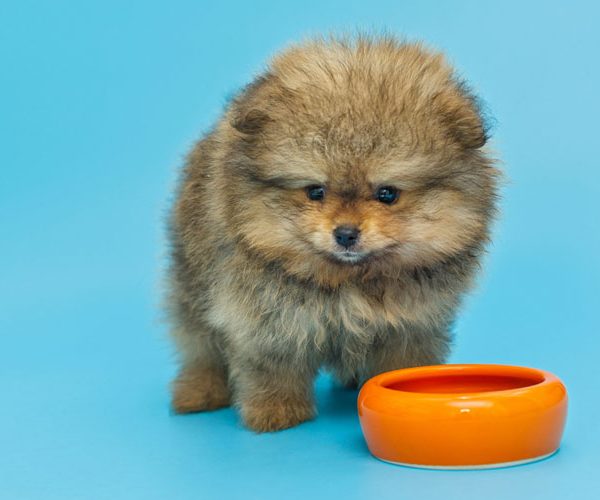 Diet for Tea Cup Puppies
