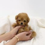 Asher - Toy Teacup Maltipoo