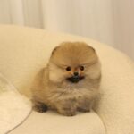 Paige - Super Tiny Micro Pomeranian
