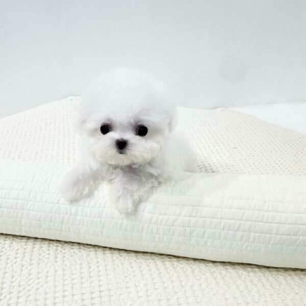 Alexia - Teacup Bichon Frise