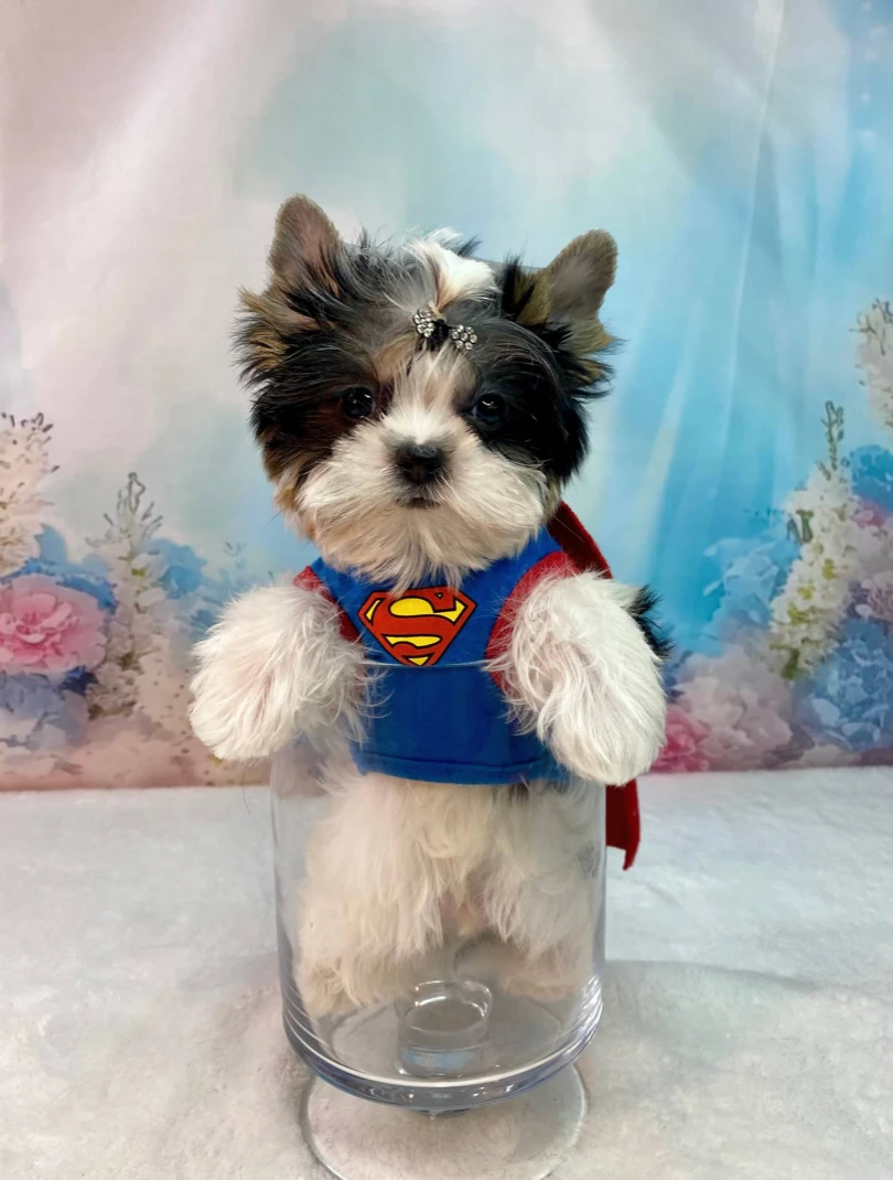 Newton - Teacup Toy Yorkie