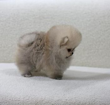 Polo – Super Micro Pomeranian For Sale