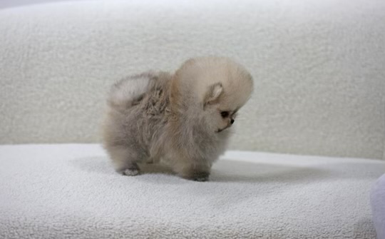 Polo - Super Micro Pomeranian