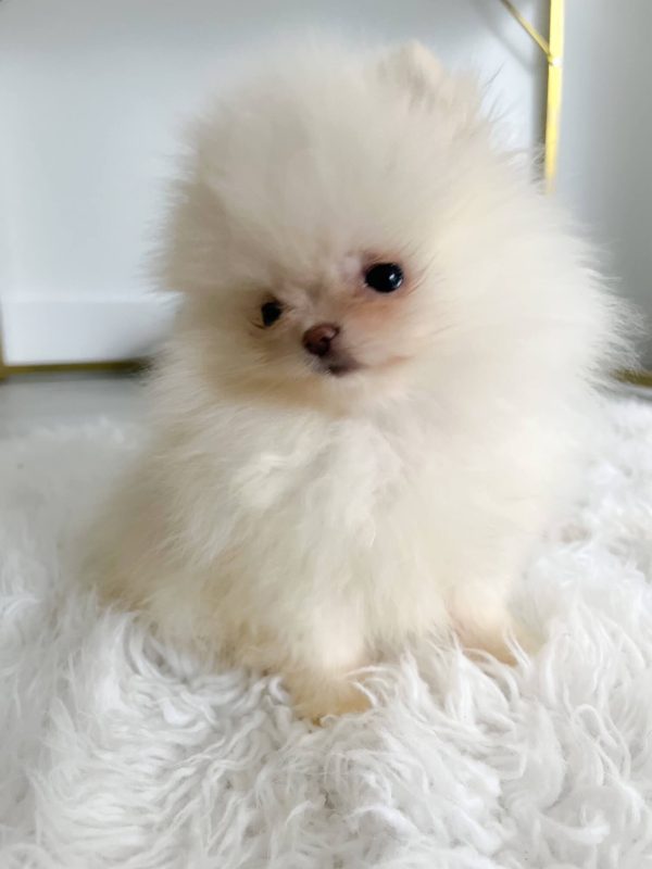 Pree - Super Tiny Pomeranian