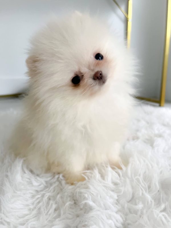 Perla - Micro Pomeranian