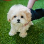 Aaliyah - Toy Teacup Maltipoo