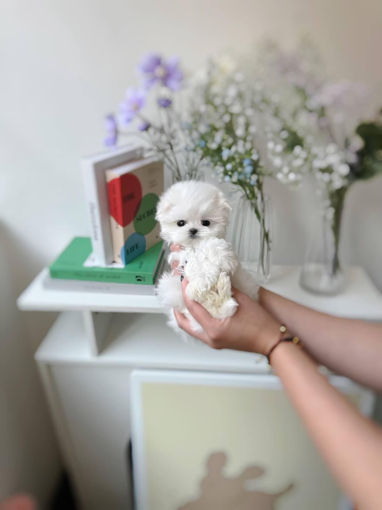 Pally - Teacup Pomeranian Super Tiny