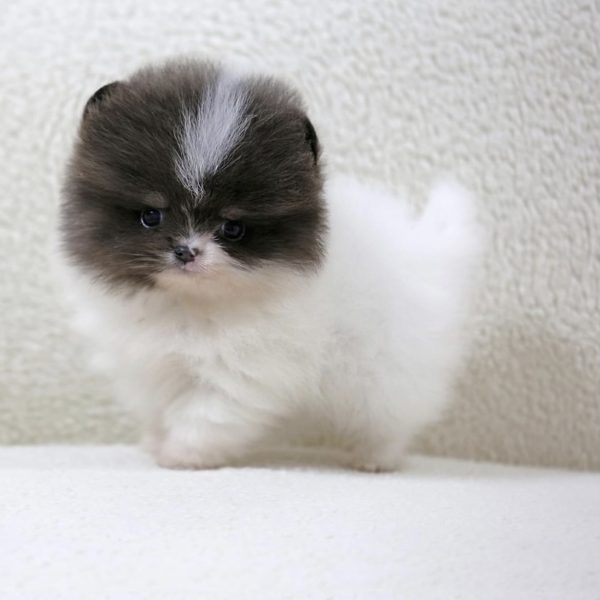Pearl - Toy Teacup Pomeranian