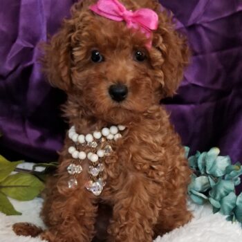 Ava - Tiny Toy Maltipoo