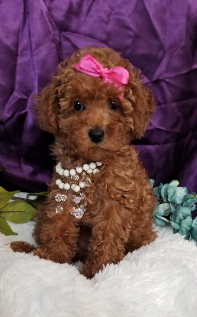 Ava - Tiny Toy Maltipoo