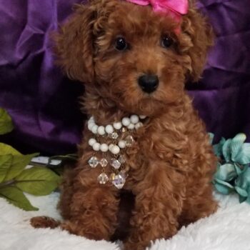 Ava - Tiny Toy Maltipoo