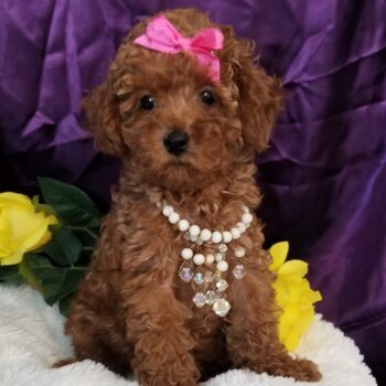 Ava - Tiny Toy Maltipoo