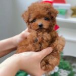 Turbo - Teacup Poodle