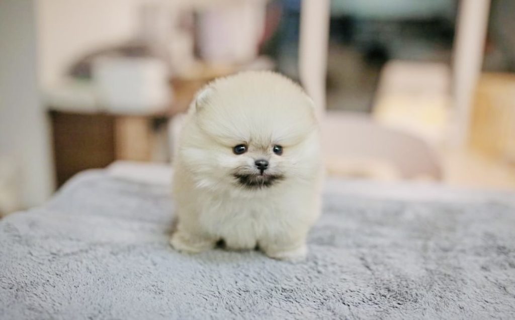 Paisley - Tiny Teacup Pomeranian