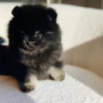 Parker - Teacup Pomeranian